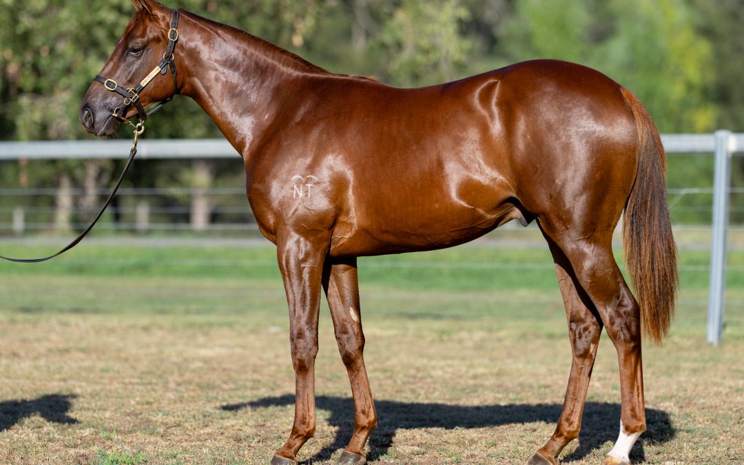 Lot 412: Showtime x Quietly colt
