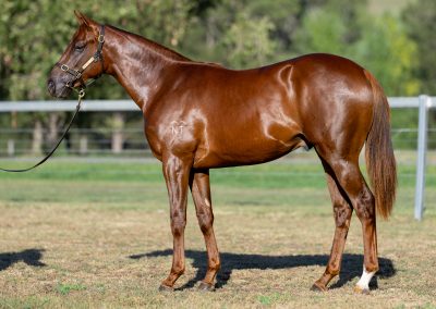 Lot 412: Showtime x Quietly colt
