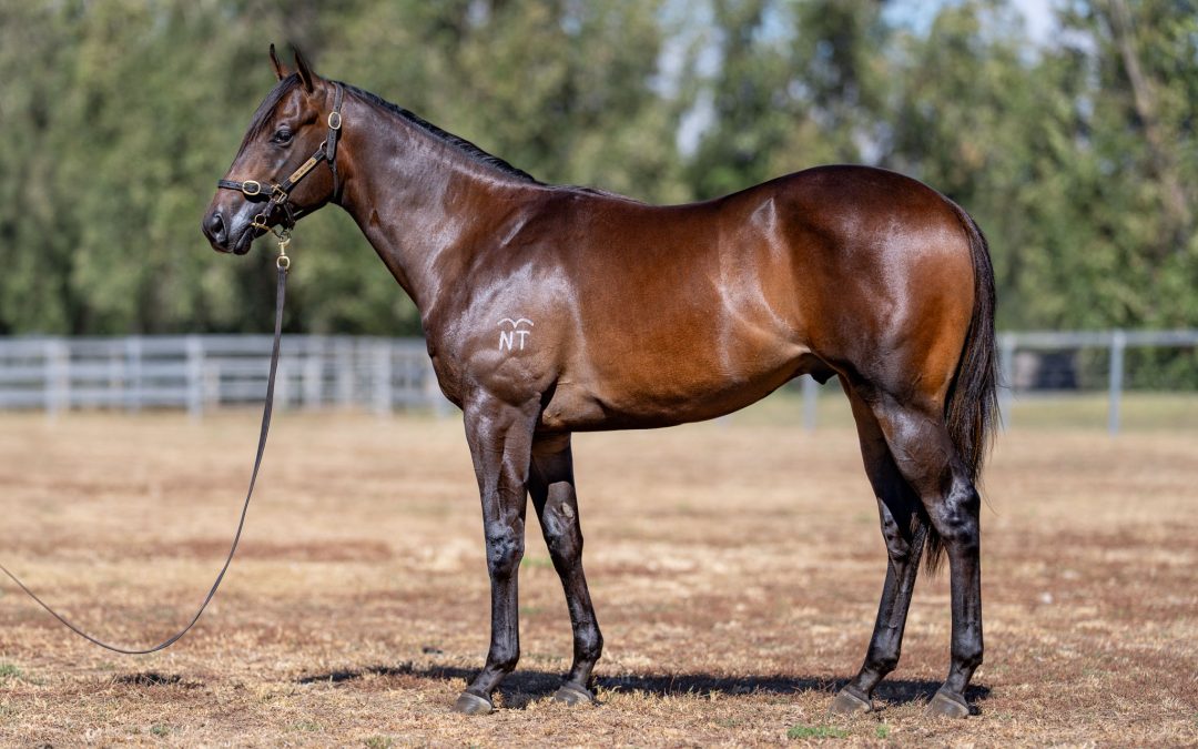 Lot 415: Anamoe x Mandalong Snitjess colt