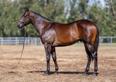 Lot 415: Anamoe x Mandalong Snitjess colt
