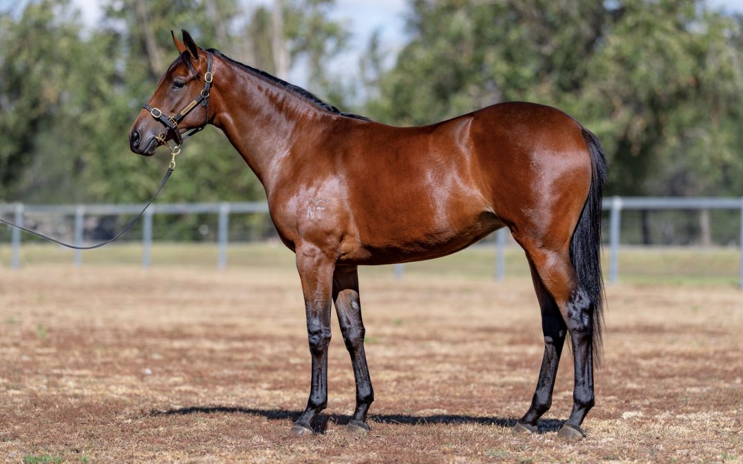 Lot 452: Rebel Dane x Mull Over filly