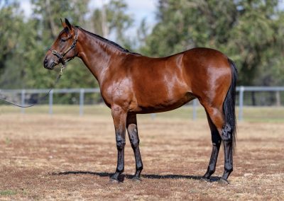 Lot 452: Rebel Dane x Mull Over filly