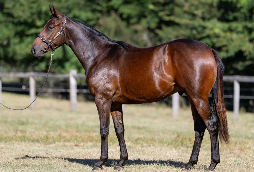 Lot 195: Tiger Of Malay x Pleading colt