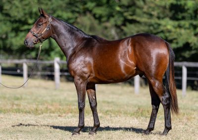 Lot 195: Tiger Of Malay x Pleading colt