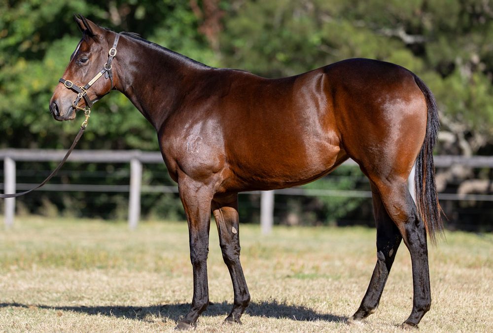 Lot 203: Acrobat x Proud And Loud filly