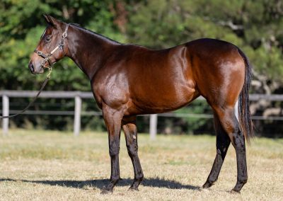 Lot 203: Acrobat x Proud And Loud filly
