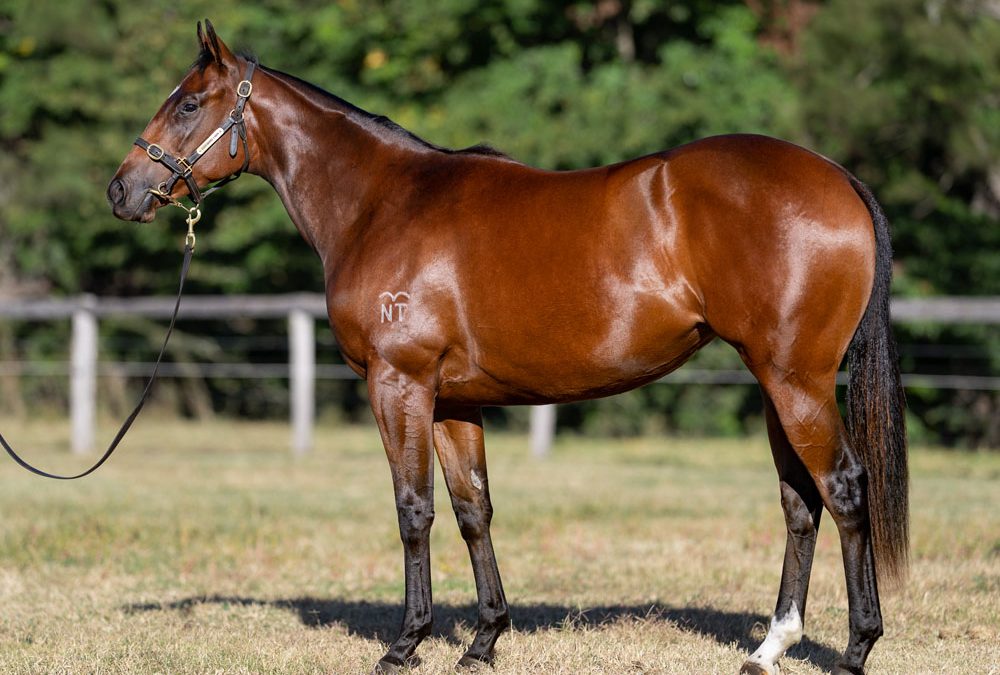 Lot 213: All Too Hard x Ruby la Rouge