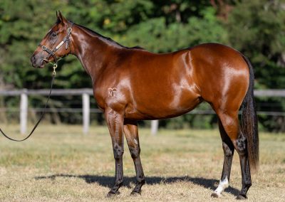 Lot 213: All Too Hard x Ruby la Rouge