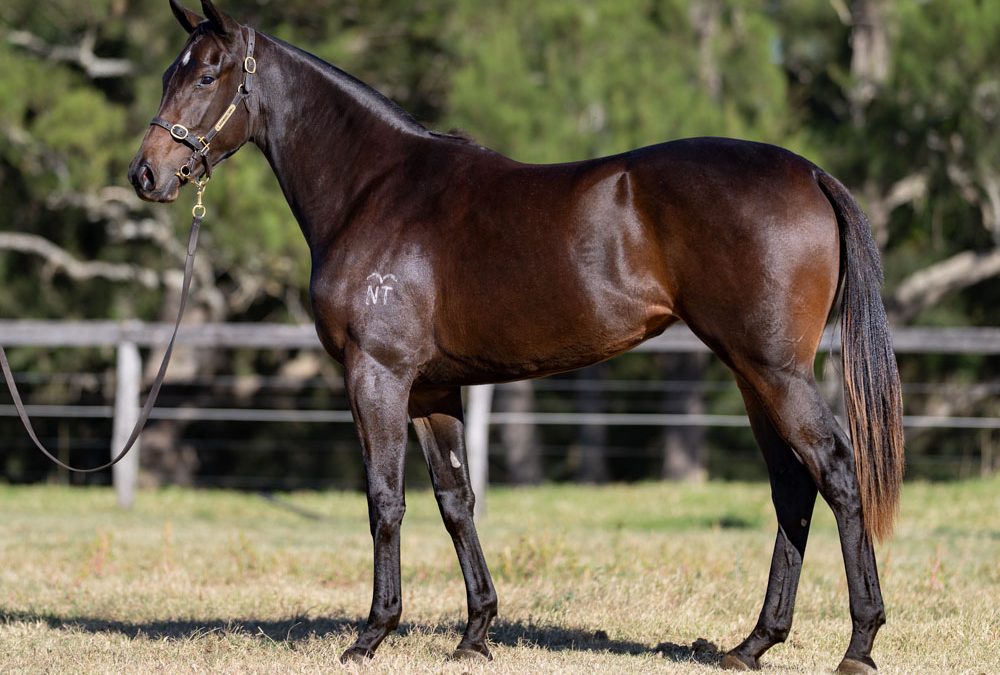 Lot 75: Acrobat x Becharm filly
