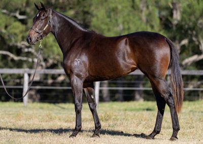 Lot 75: Acrobat x Becharm filly